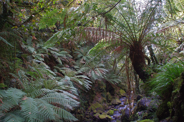 Fougère arborescente (Dicksonia antarctica)