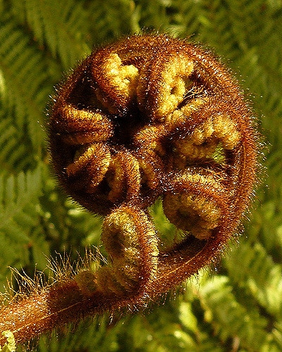 Dicksonia squarrosa