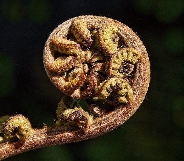 Dicksonia squarrosa