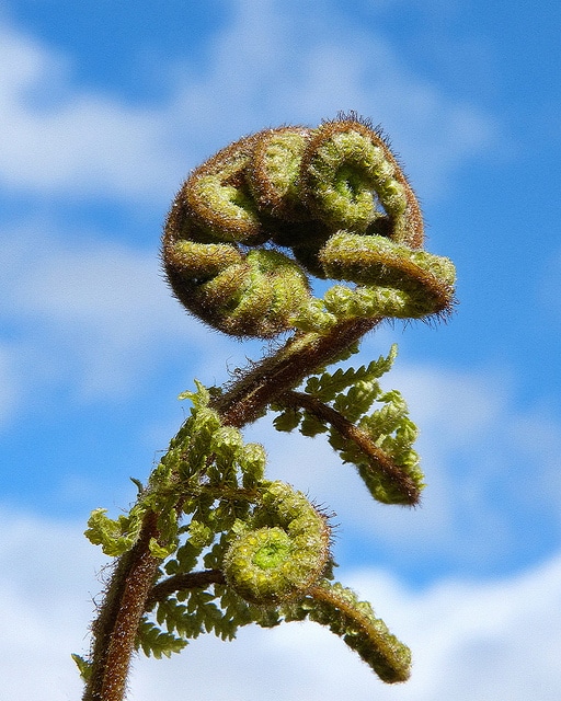 Dicksonia squarrosa