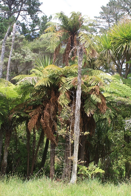 Dicksonia squarrosa