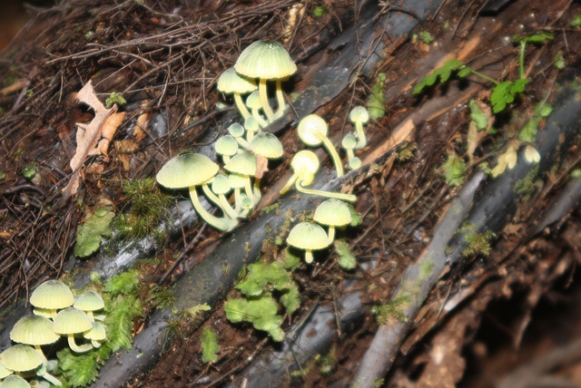 Dicksonia squarrosa