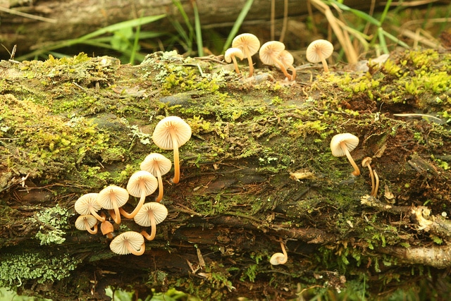 Dicksonia squarrosa (Dicksonia squarrosa)