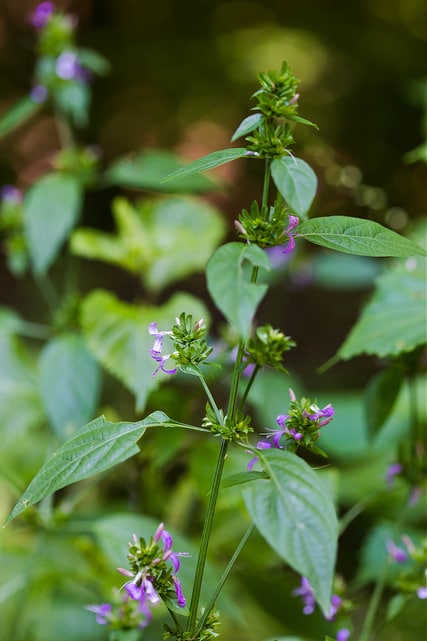 Dicliptera brachiata