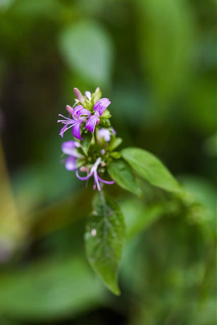 Dicliptera brachiata
