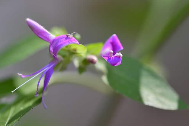 Dicliptera brachiata (Dicliptera brachiata)