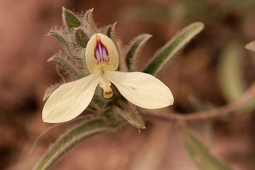 Dicliptera resupinata