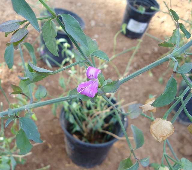 Dicliptera resupinata (Dicliptera resupinata)