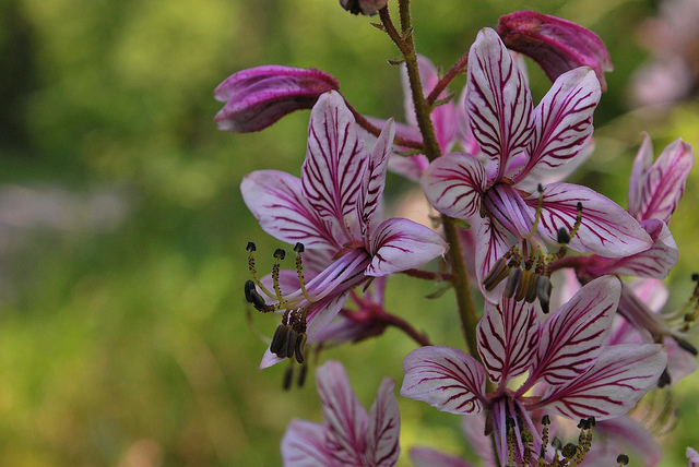 Fraxinelle (Dictamnus albus)