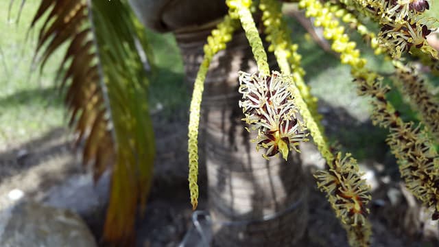 Palmiste blanc (Dictyosperma album)