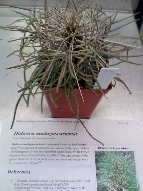 Didierea madagascariensis