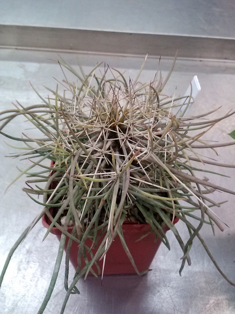 Didierea madagascariensis