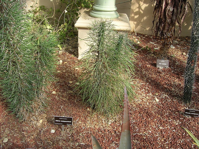 Didierea madagascariensis
