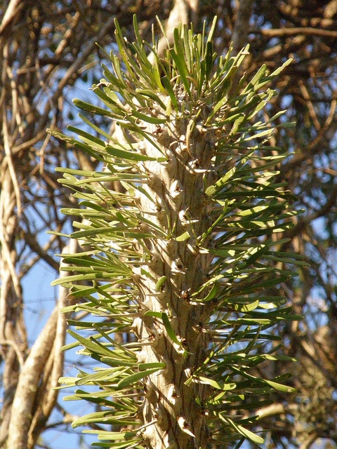 Didierea madagascariensis