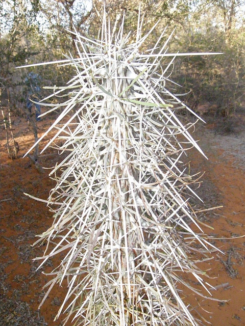 Didierea madagascariensis