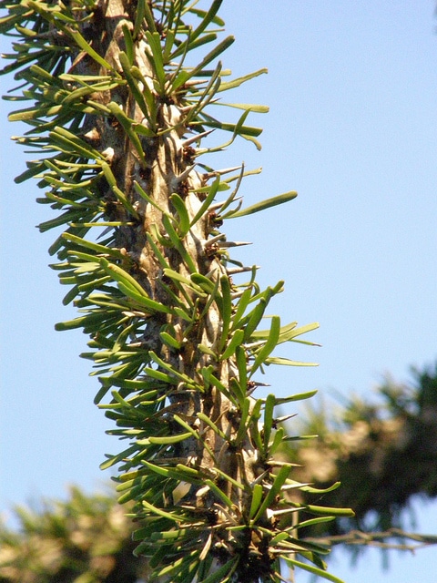 Didierea madagascariensis