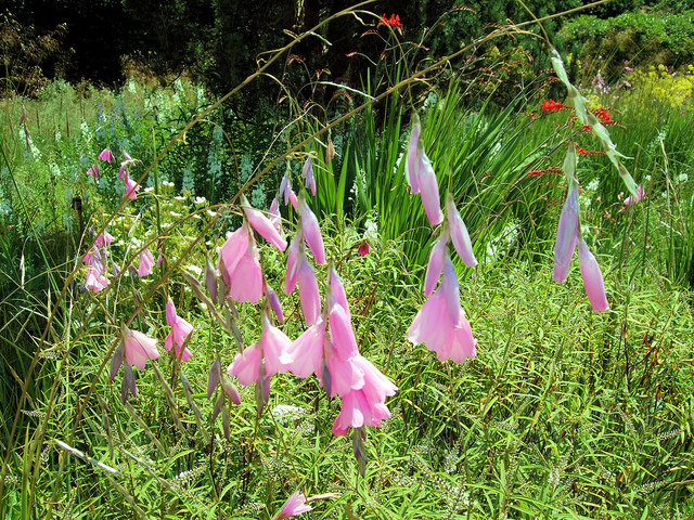 Canne à pêche des anges (Dierama pulcherrimum)