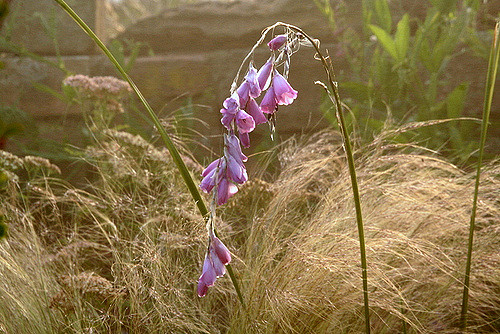 Canne à pêche des anges