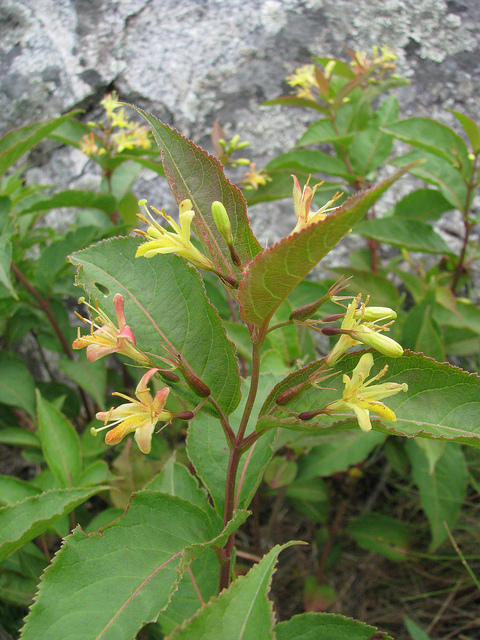 Diervilla lonicera