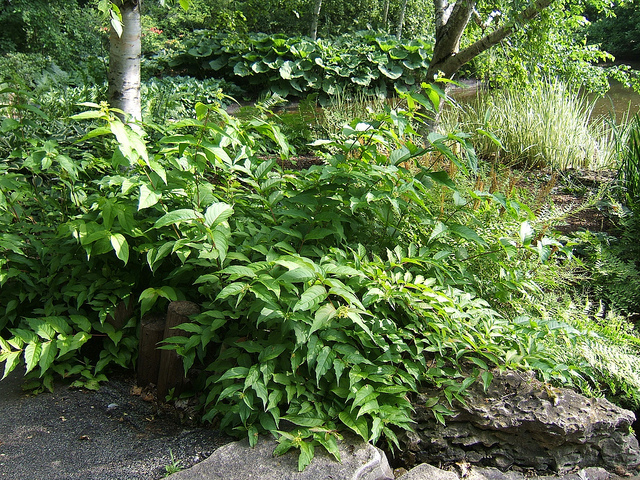 Diervilla lonicera