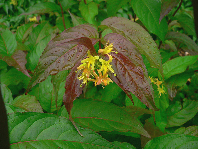 Diervilla lonicera