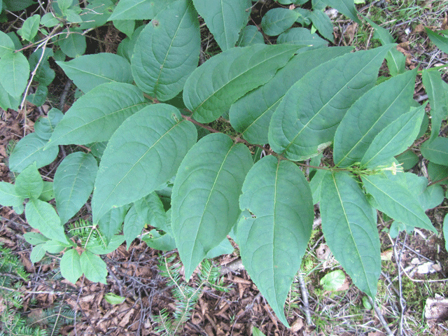 Diervilla lonicera