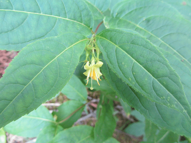 Diervilla lonicera