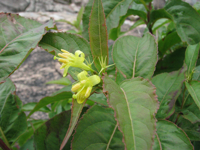 Diervilla lonicera