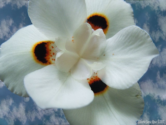 Dietes bicolor (Dietes bicolor)