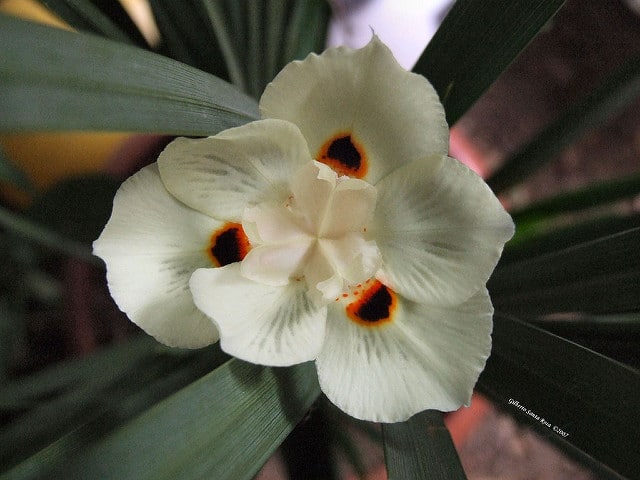 Dietes bicolor