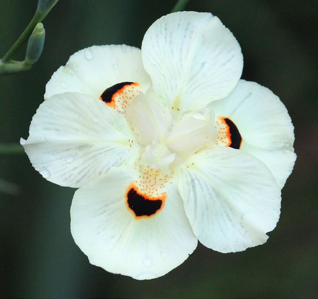 Dietes bicolor