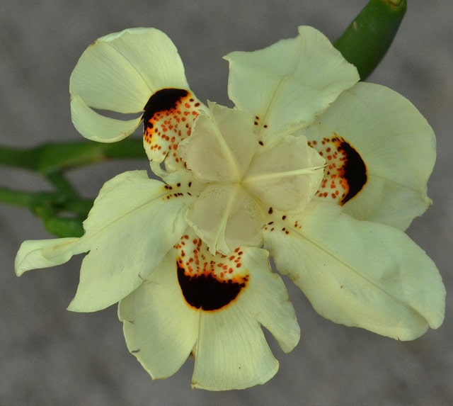 Dietes bicolor