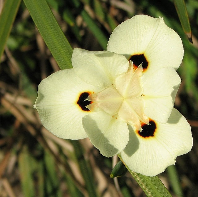 Dietes bicolor