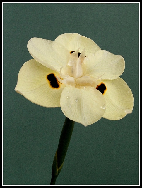 Dietes bicolor