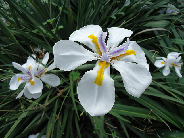Dietes à grandes fleurs (Dietes grandiflora)