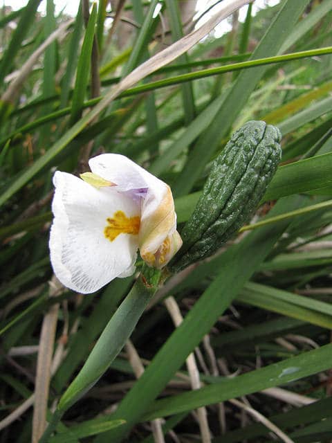 Dietes iridioides