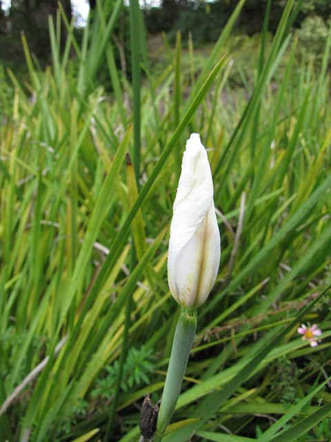 Dietes iridioides