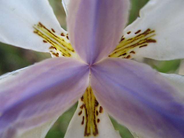 Dietes iridioides
