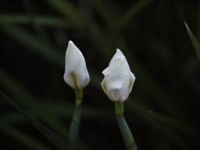 Dietes iridioides (Dietes iridioides)