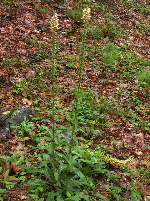 Digitalis ferruginea