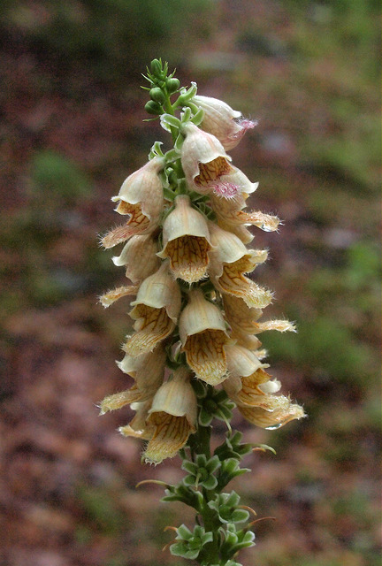 Digitalis ferruginea