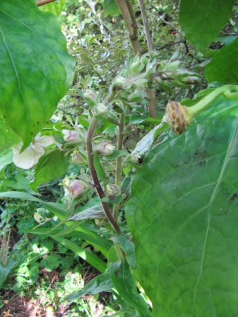 Digitalis ferruginea