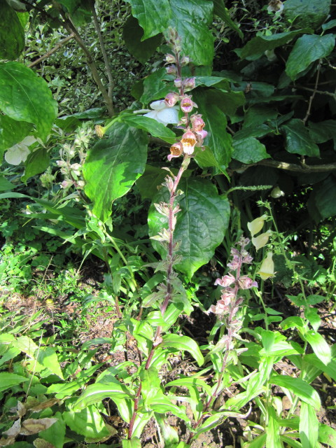 Digitalis ferruginea