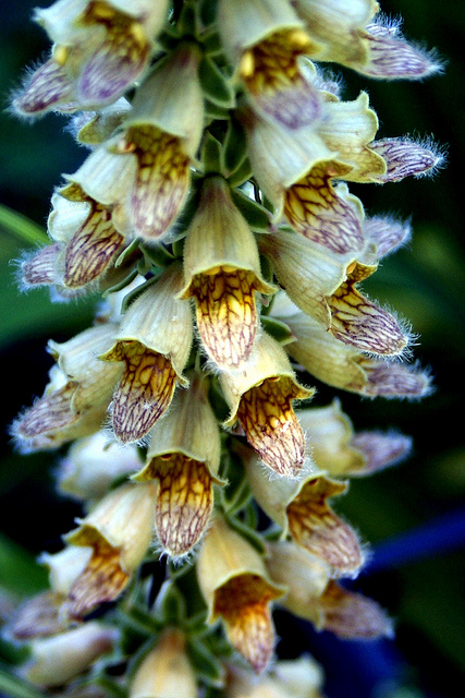 Digitalis ferruginea