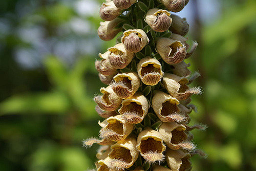 Digitalis ferruginea