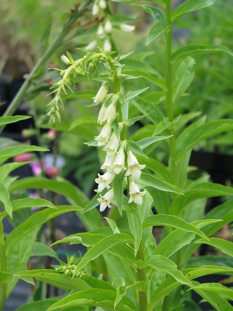 Digitalis fontanesii