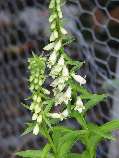 Digitalis fontanesii