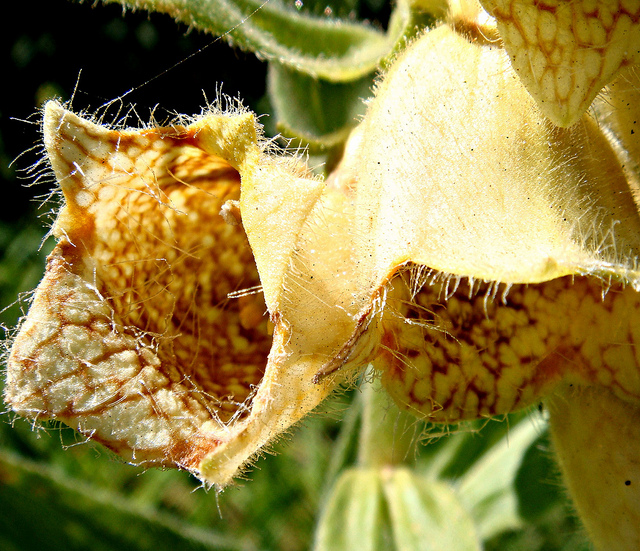 Digitale à grandes fleurs