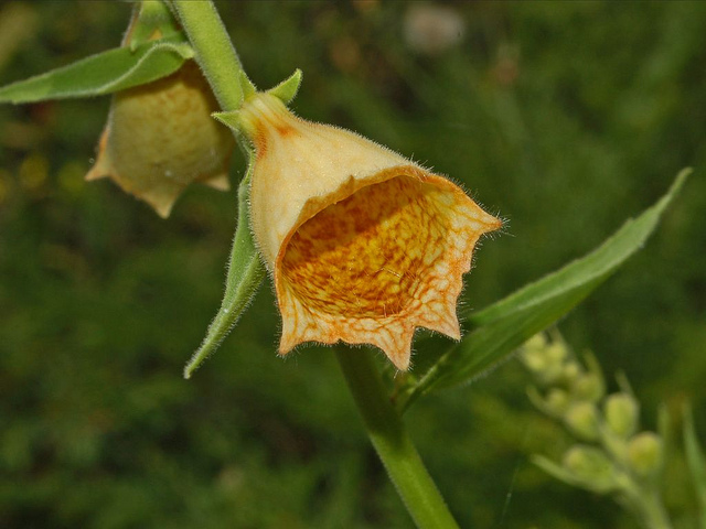 Digitale à grandes fleurs