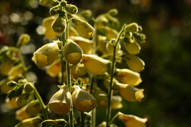 Digitale à grandes fleurs (Digitalis grandiflora)